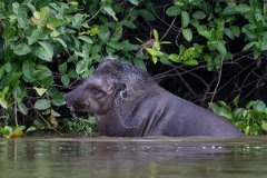 DPPhotography - Pantanal - Lowland tapir - AN