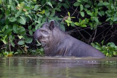 DPPhotography - Pantanal - Lowland tapir - AO