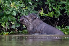 DPPhotography - Pantanal - Lowland tapir - AP