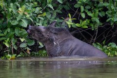 DPPhotography - Pantanal - Lowland tapir - AQ