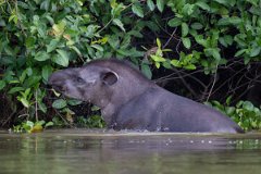 DPPhotography - Pantanal - Lowland tapir - AR