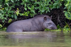 DPPhotography - Pantanal - Lowland tapir - AS
