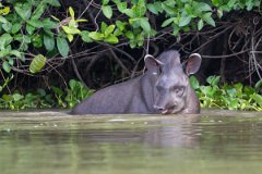 DPPhotography - Pantanal - Lowland tapir - AT