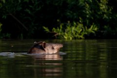 DPPhotography - Pantanal - Lowland tapir - B