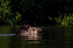 DPPhotography - Pantanal - Lowland tapir - C
