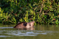 DPPhotography - Pantanal - Lowland tapir - E