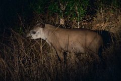 DPPhotography - Pantanal - Lowland tapir - F