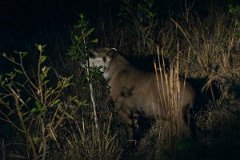 DPPhotography - Pantanal - Lowland tapir - G