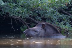 DPPhotography - Pantanal - Lowland tapir - H