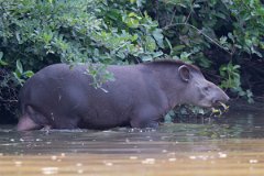 DPPhotography - Pantanal - Lowland tapir - I