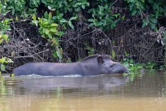 DPPhotography - Pantanal - Lowland tapir - K