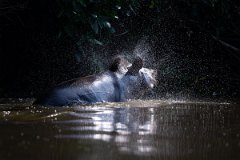 DPPhotography - Pantanal - Lowland tapir - L