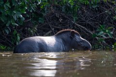 DPPhotography - Pantanal - Lowland tapir - M