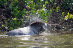 DPPhotography - Pantanal - Lowland tapir - N