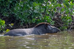 DPPhotography - Pantanal - Lowland tapir - O