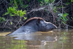 DPPhotography - Pantanal - Lowland tapir - P
