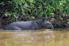 DPPhotography - Pantanal - Lowland tapir - Q