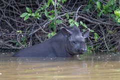 DPPhotography - Pantanal - Lowland tapir - R