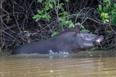 DPPhotography - Pantanal - Lowland tapir - S