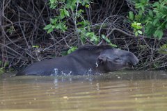 DPPhotography - Pantanal - Lowland tapir - T