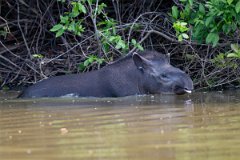 DPPhotography - Pantanal - Lowland tapir - U