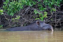 DPPhotography - Pantanal - Lowland tapir - V
