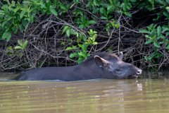DPPhotography - Pantanal - Lowland tapir - W