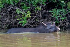 DPPhotography - Pantanal - Lowland tapir - X