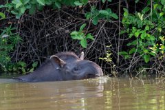 DPPhotography - Pantanal - Lowland tapir - Y