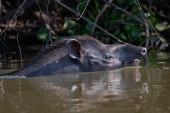 DPPhotography - Pantanal - Lowland tapir - Z