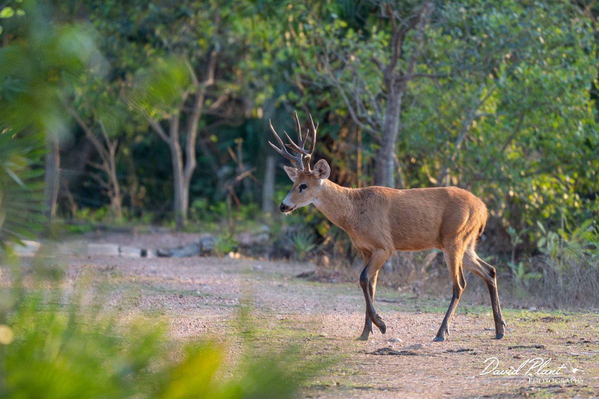 DPPhotography - Pantanal - Marsh deer - A.jpg - Marsh deer, Blastocerus dichotomus - Pantanal, Brazil