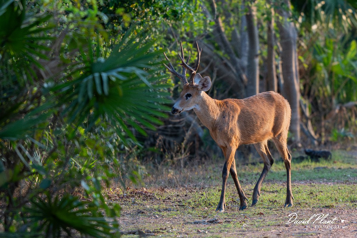DPPhotography - Pantanal - Marsh deer - C.jpg - Marsh deer, Blastocerus dichotomus - Pantanal, Brazil
