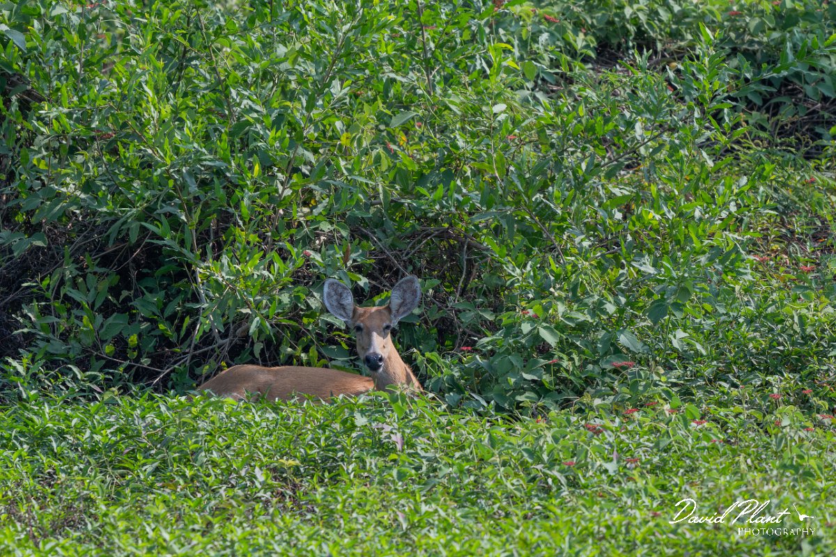 DPPhotography - Pantanal - Marsh deer - D.jpg - Marsh deer, Blastocerus dichotomus - Transpantaneira, Brazil
