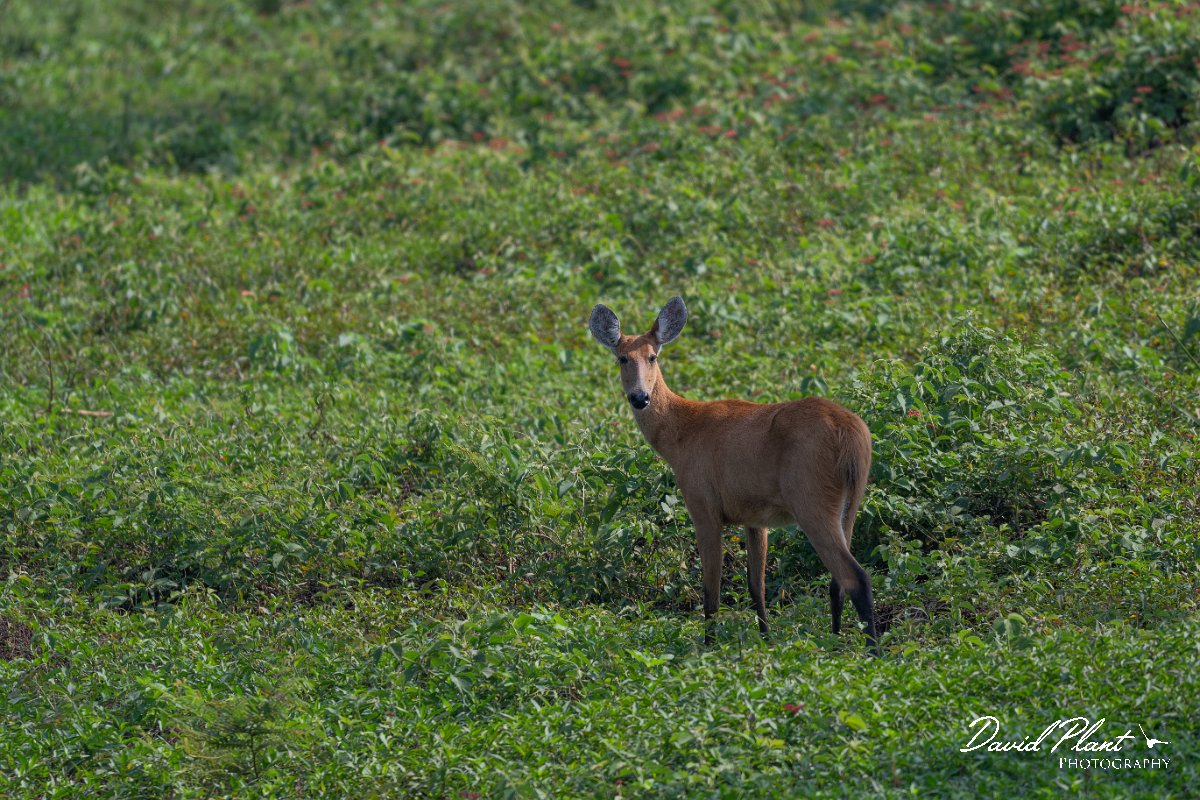 DPPhotography - Pantanal - Marsh deer - E.jpg - Marsh deer, Blastocerus dichotomus - Transpantaneira, Brazil