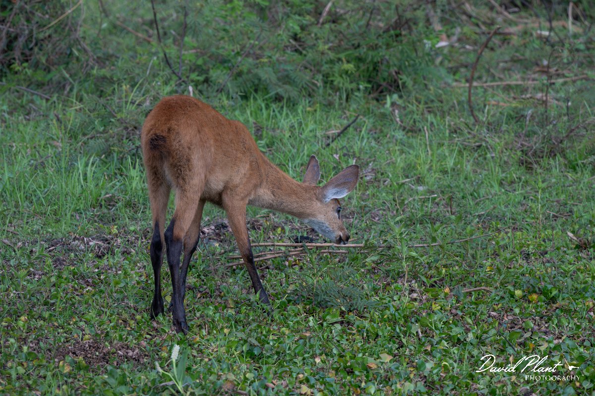 DPPhotography - Pantanal - Marsh deer - F.jpg - Marsh deer, Blastocerus dichotomus - Transpantaneira, Brazil