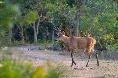 DPPhotography - Pantanal - Marsh deer - A