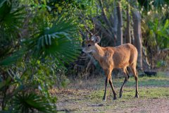 DPPhotography - Pantanal - Marsh deer - C
