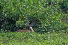 DPPhotography - Pantanal - Marsh deer - D
