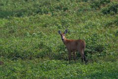 DPPhotography - Pantanal - Marsh deer - E
