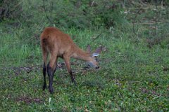 DPPhotography - Pantanal - Marsh deer - F