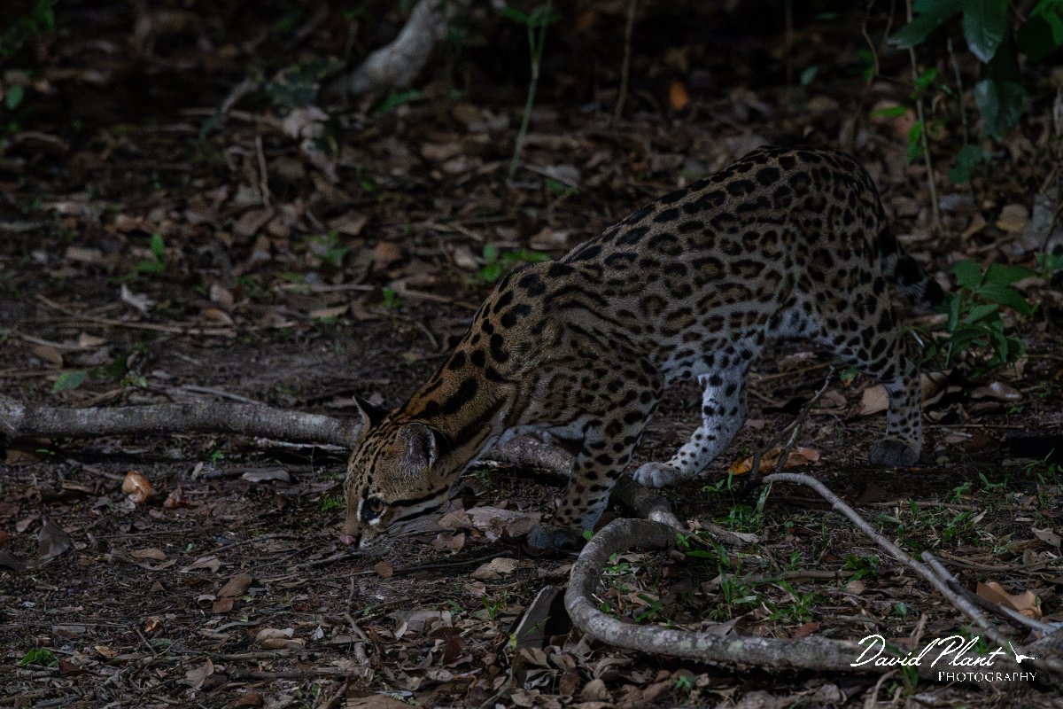 DPPhotography - Pantanal - Ocelot - A.jpg - Ocelot, Leopardus pardalis - Pantanal, Brazil