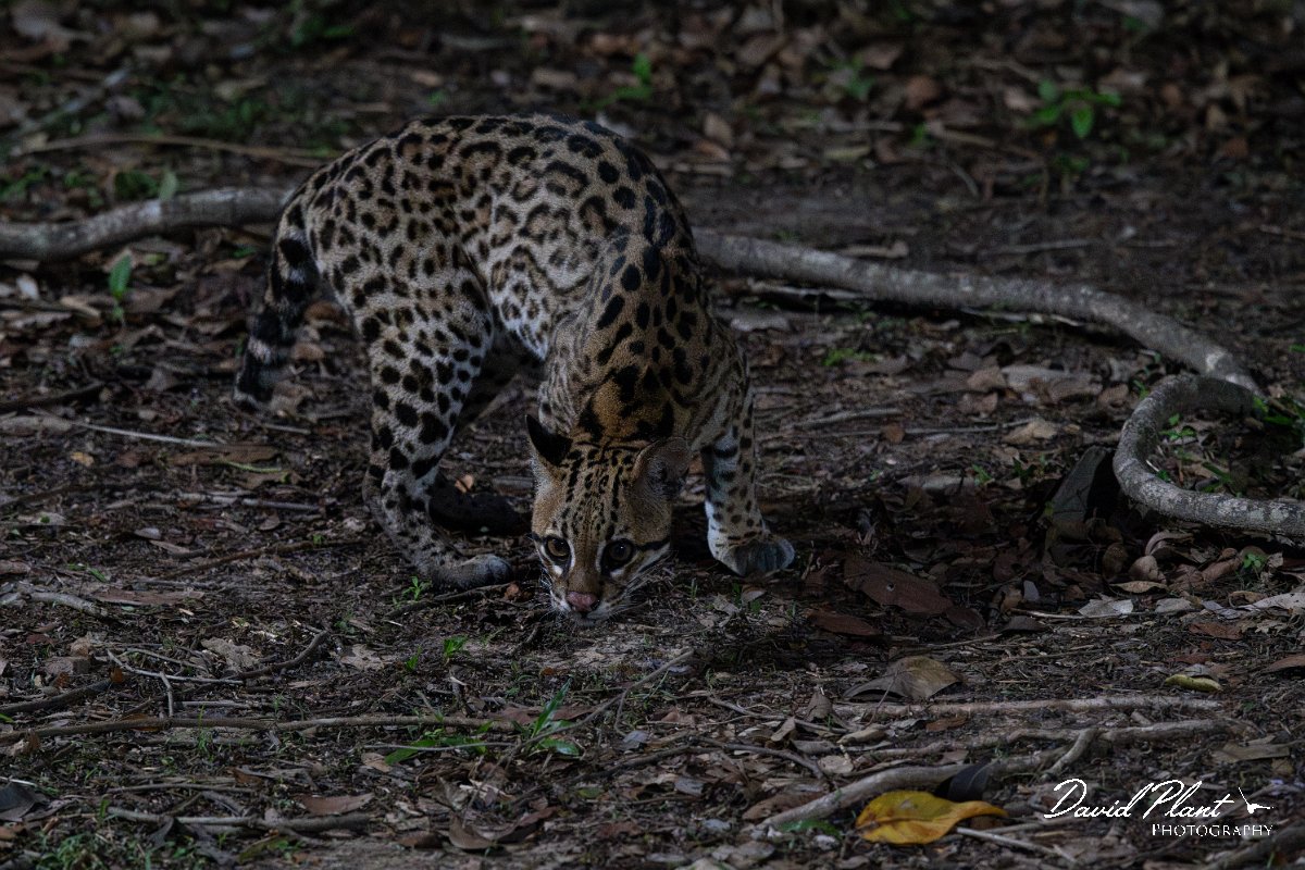 DPPhotography - Pantanal - Ocelot - AC.jpg - Ocelot, Leopardus pardalis - Pantanal, Brazil