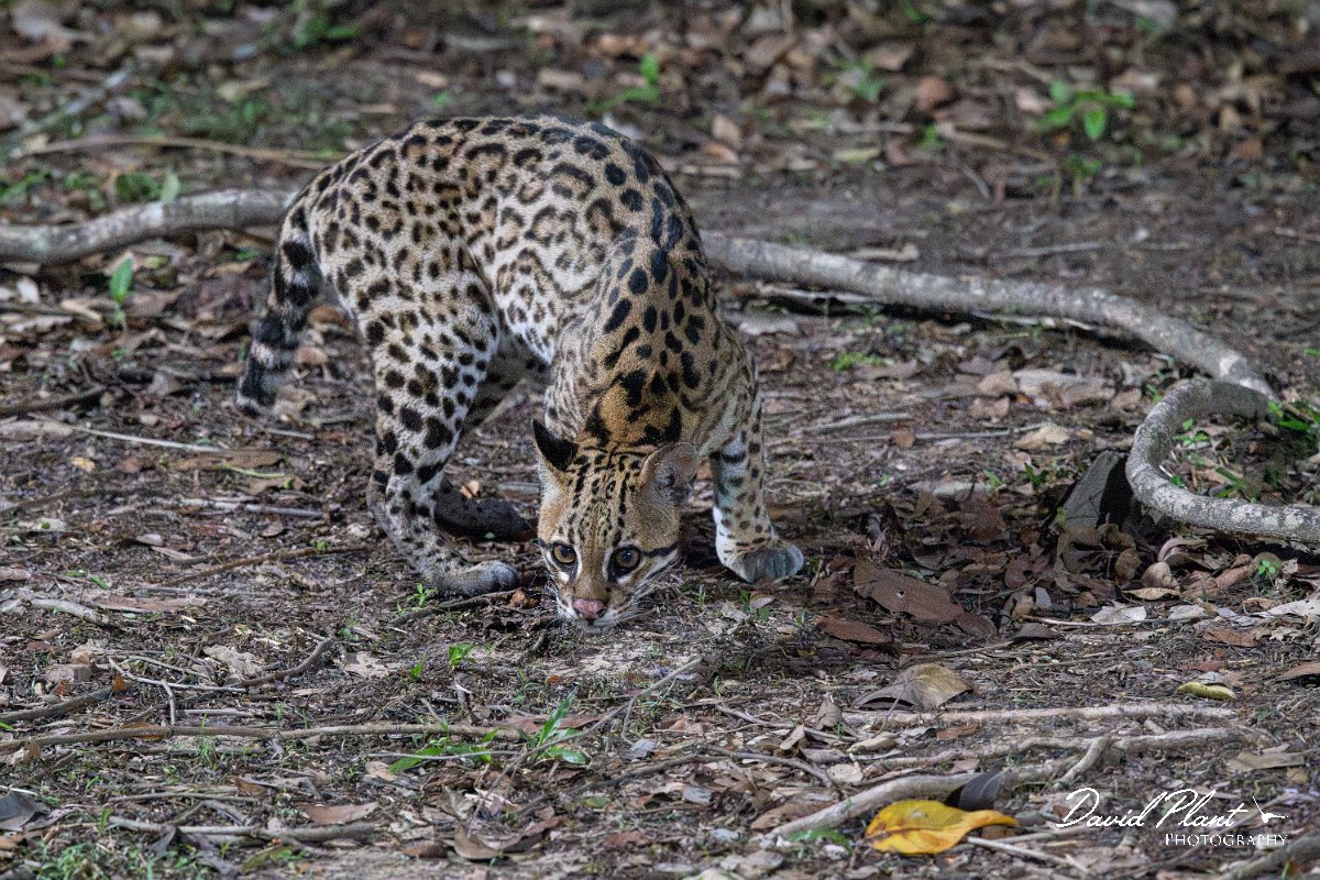 DPPhotography - Pantanal - Ocelot - AD.jpg - Ocelot, Leopardus pardalis - Pantanal, Brazil