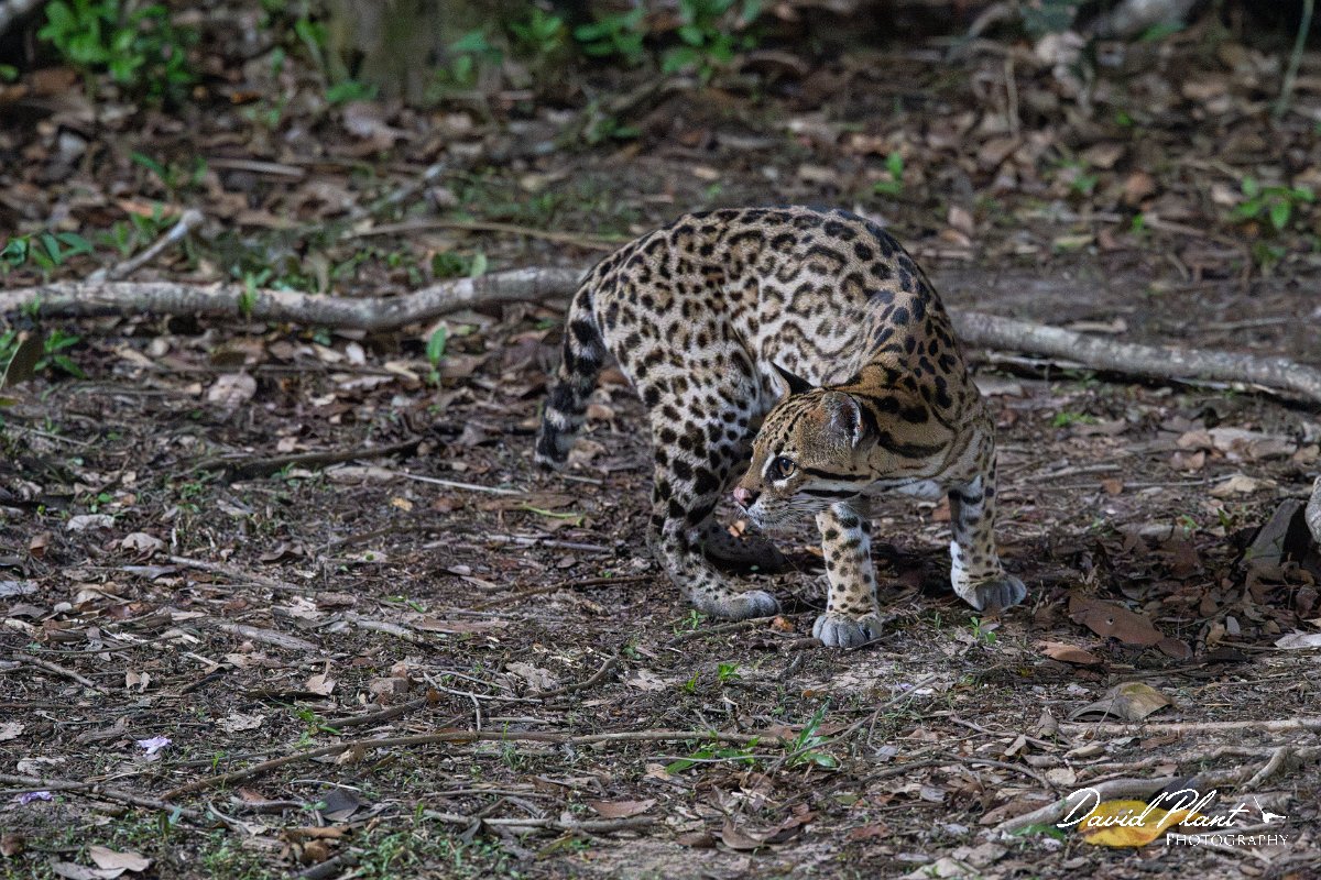DPPhotography - Pantanal - Ocelot - AF.jpg - Ocelot, Leopardus pardalis - Pantanal, Brazil