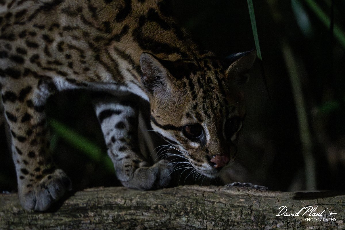 DPPhotography - Pantanal - Ocelot - AI.jpg - Ocelot, Leopardus pardalis - Pantanal, Brazil