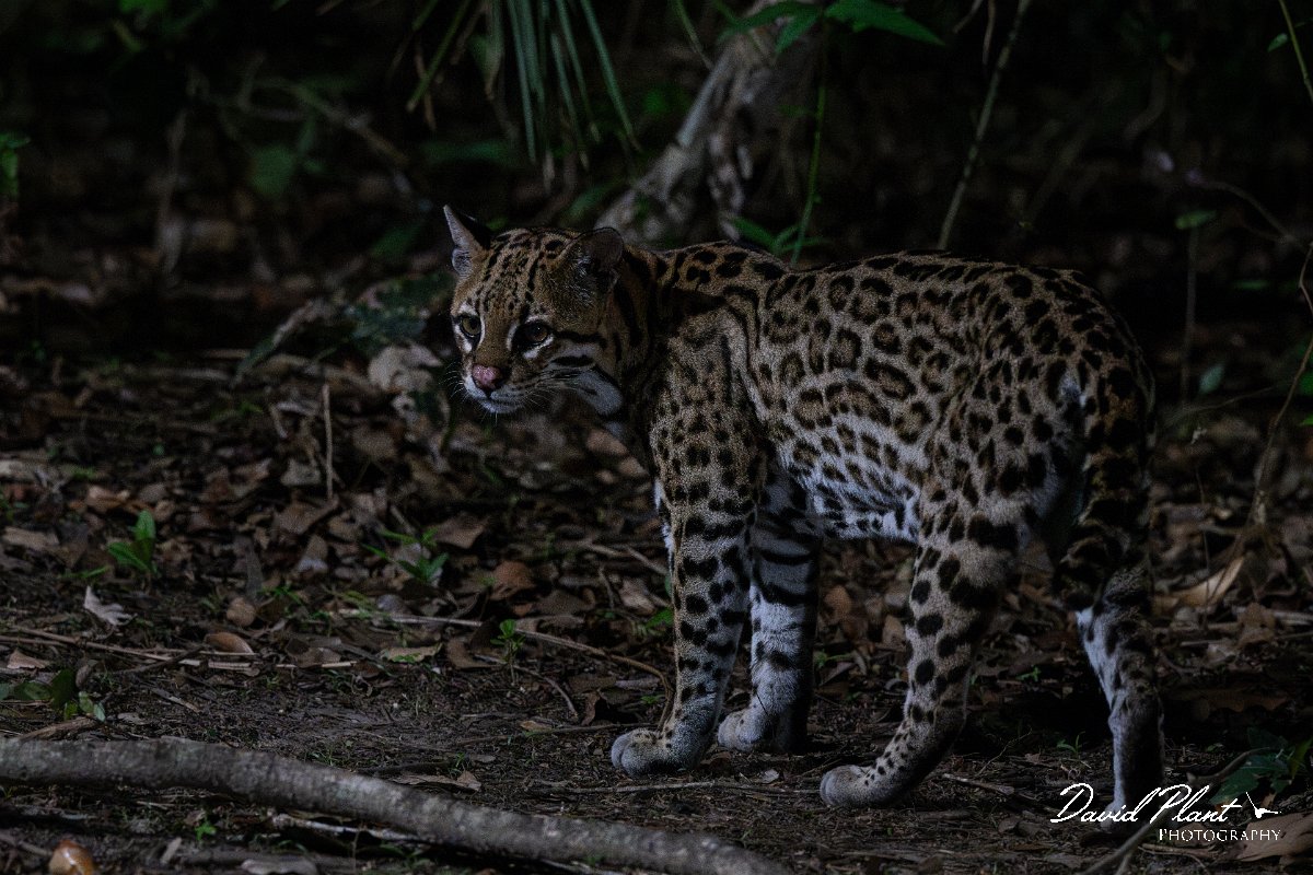 DPPhotography - Pantanal - Ocelot - AL.jpg - Ocelot, Leopardus pardalis - Pantanal, Brazil