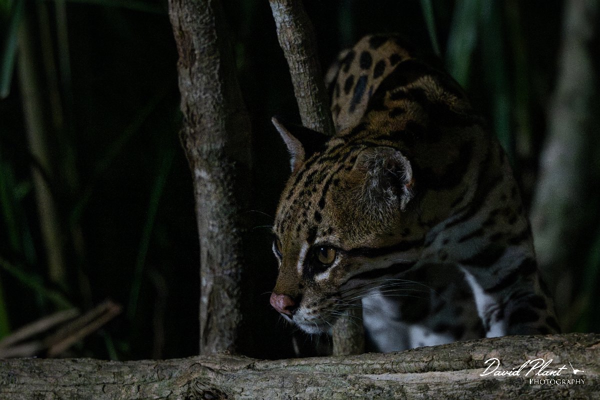 DPPhotography - Pantanal - Ocelot - AM.jpg - Ocelot, Leopardus pardalis - Pantanal, Brazil