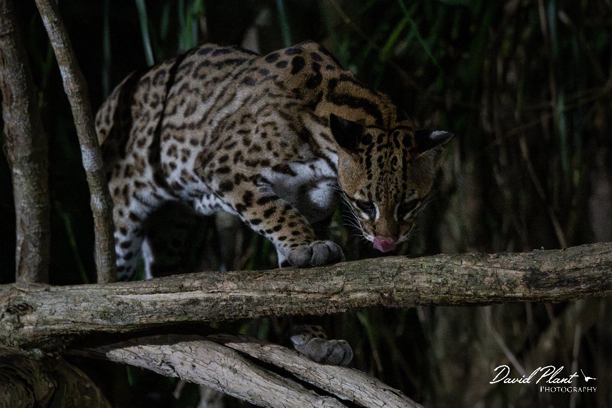 DPPhotography - Pantanal - Ocelot - AN.jpg - Ocelot, Leopardus pardalis - Pantanal, Brazil