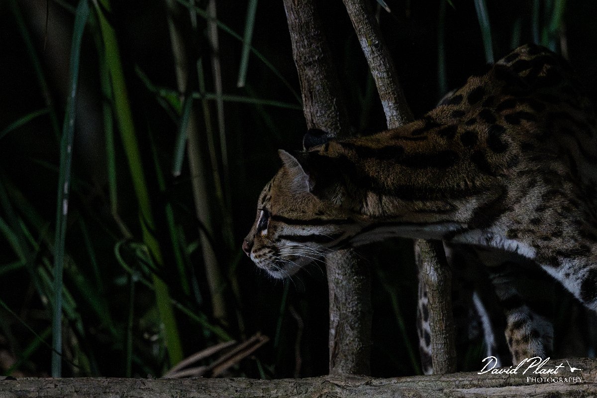 DPPhotography - Pantanal - Ocelot - AP.jpg - Ocelot, Leopardus pardalis - Pantanal, Brazil
