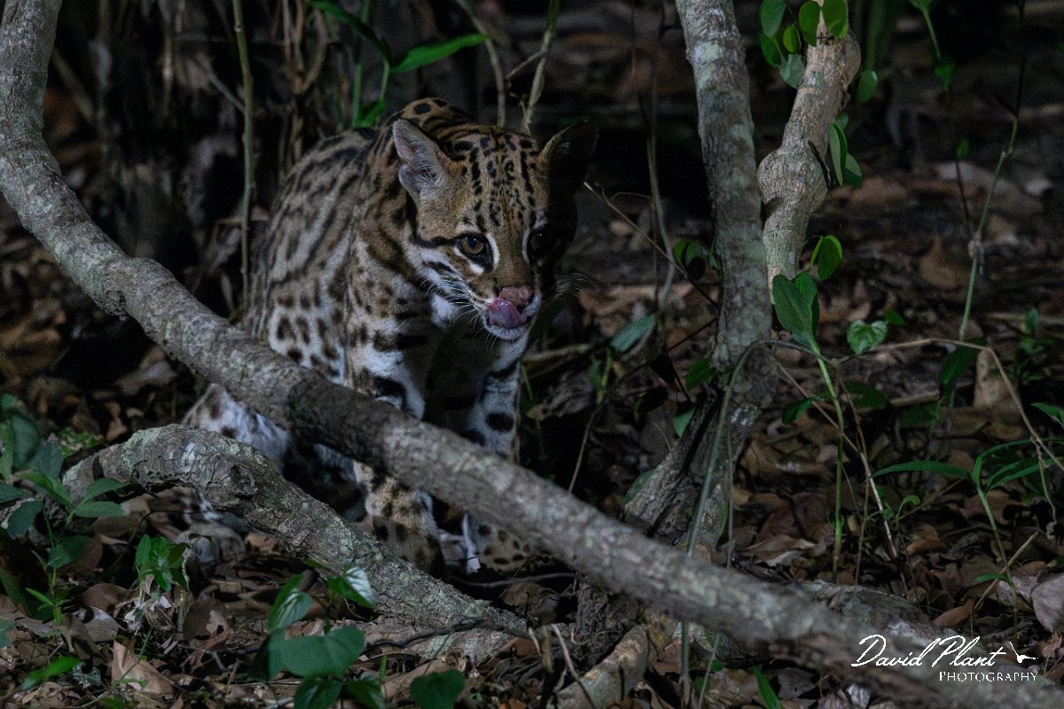 DPPhotography - Pantanal - Ocelot - AS.jpg - Ocelot, Leopardus pardalis - Pantanal, Brazil